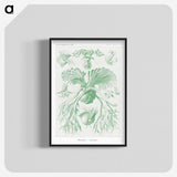 2-57_Ernst-Haeckel_blk-crop