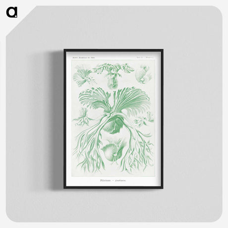 2-57_Ernst-Haeckel_blk-crop