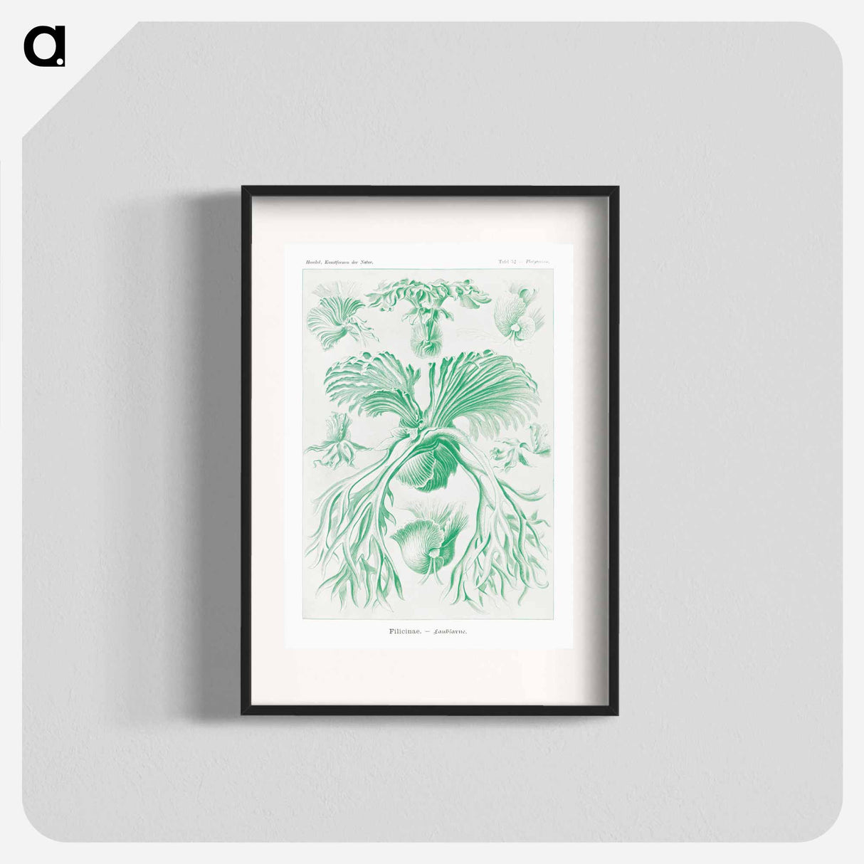 Filicinae–Laubfarne - エルンスト ヘッケル Poster.