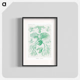 Filicinae–Laubfarne - エルンスト ヘッケル Poster.