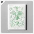 2-57_Ernst-Haeckel_canvas