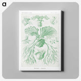 2-57_Ernst-Haeckel_canvas