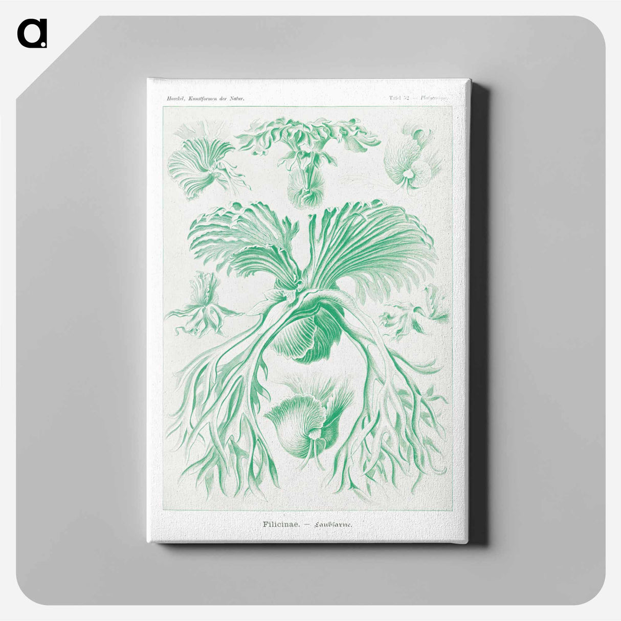 Filicinae–Laubfarne - エルンスト ヘッケル Canvas.