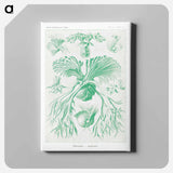 Filicinae–Laubfarne - エルンスト ヘッケル Canvas.