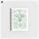 2-57_Ernst-Haeckel_memo