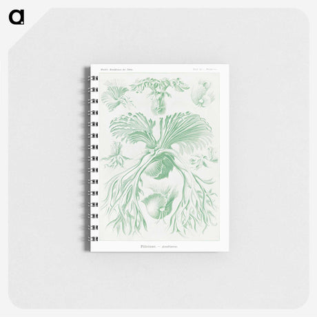 2-57_Ernst-Haeckel_memo
