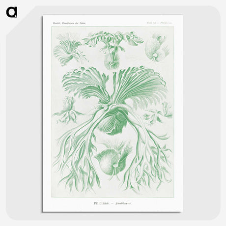 2-57_Ernst-Haeckel_picture-crop