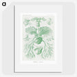 2-57_Ernst-Haeckel_picture