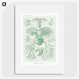 2-57_Ernst-Haeckel_picture