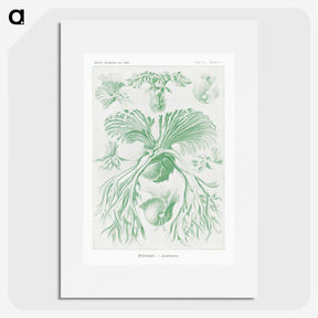 2-57_Ernst-Haeckel_picture