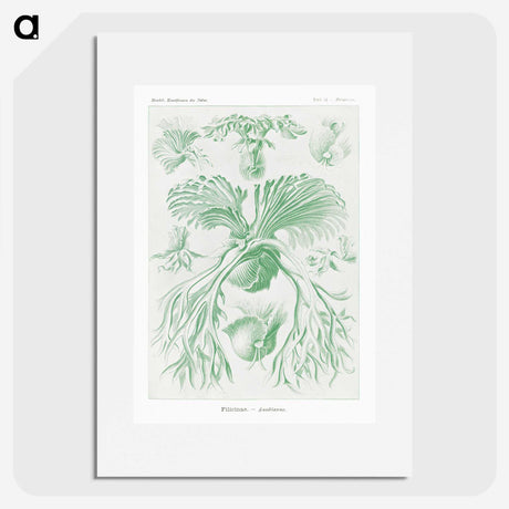 2-57_Ernst-Haeckel_picture