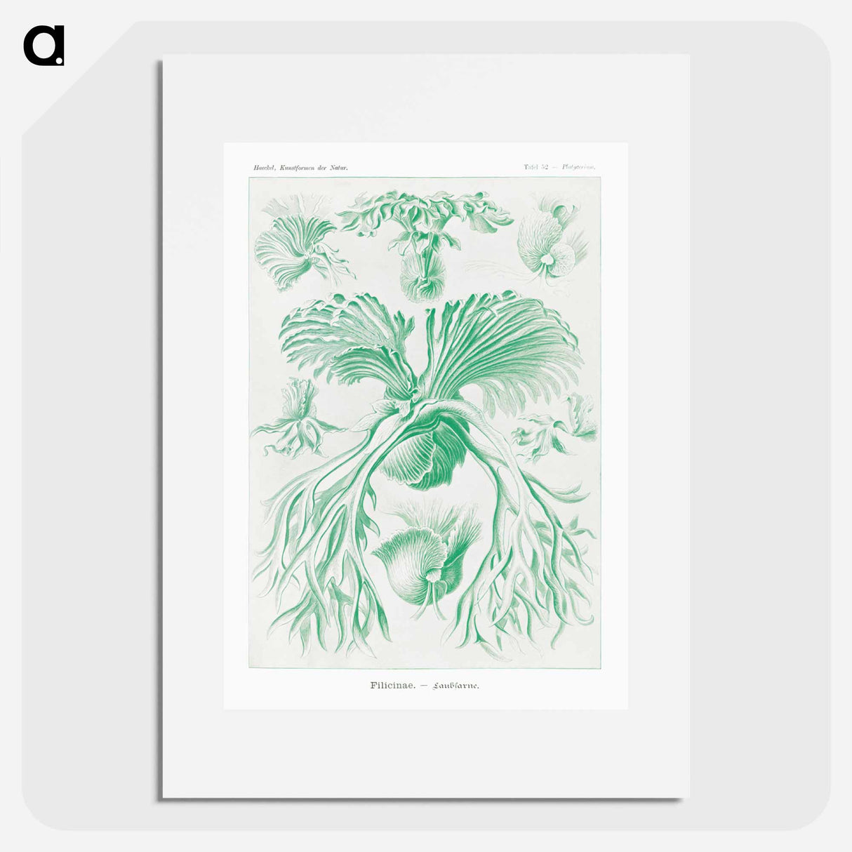 Filicinae–Laubfarne - エルンスト ヘッケル Poster.