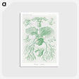 2-57_Ernst-Haeckel_postcard