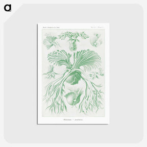 2-57_Ernst-Haeckel_postcard
