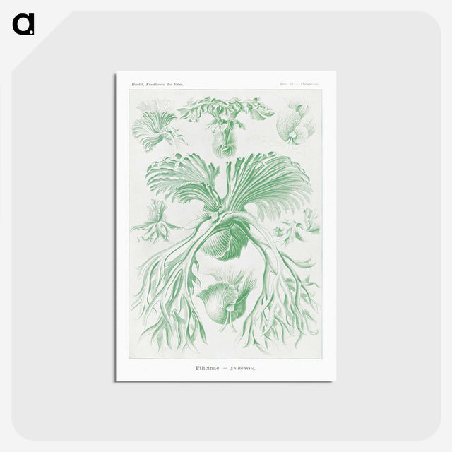 2-57_Ernst-Haeckel_postcard