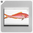 2-57_Ichtyologie-ou-Histoire-naturelle_canvas