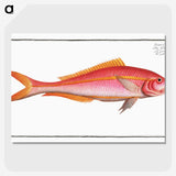 2-57_Ichtyologie-ou-Histoire-naturelle_picture-crop