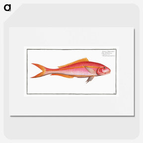 2-57_Ichtyologie-ou-Histoire-naturelle_picture