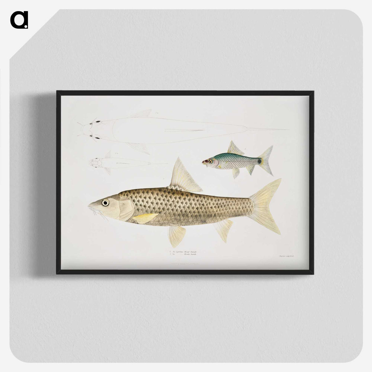 2-57_Indian-Zoology_blk-crop