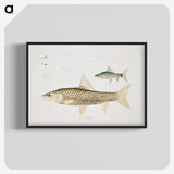 2-57_Indian-Zoology_blk-crop