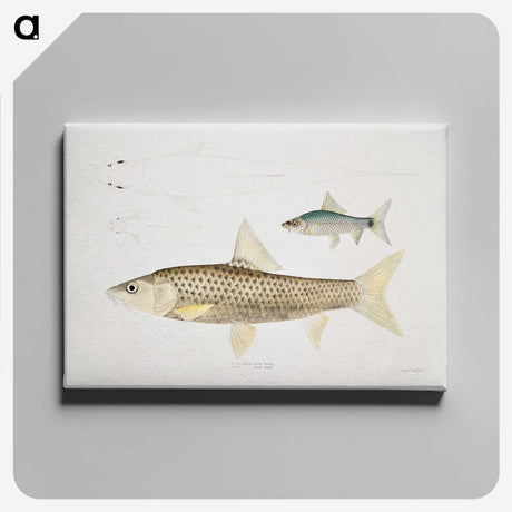 2-57_Indian-Zoology_canvas