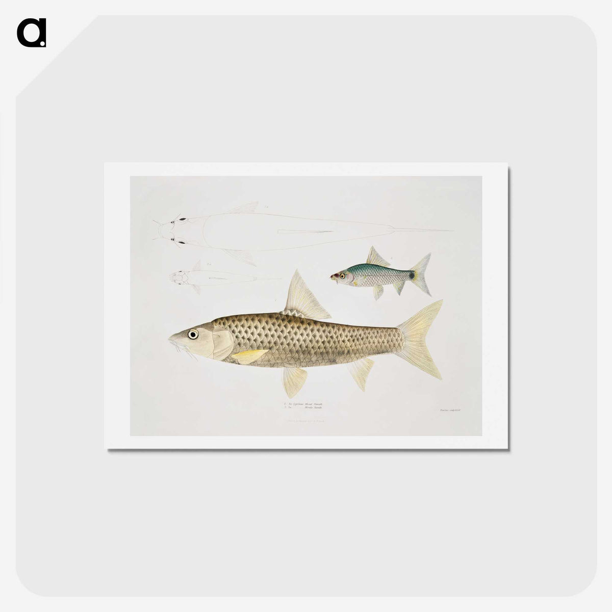 2-57_Indian-Zoology_hagaki