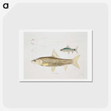 2-57_Indian-Zoology_hagaki