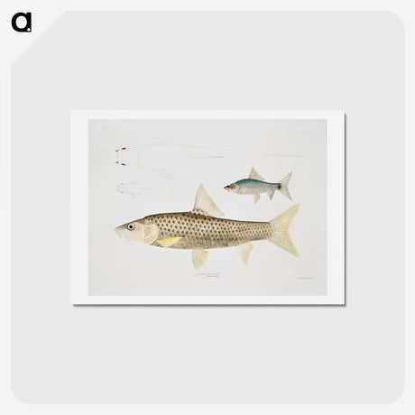 2-57_Indian-Zoology_hagaki