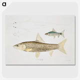 2-57_Indian-Zoology_picture-crop