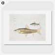 2-57_Indian-Zoology_picture
