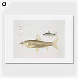 2-57_Indian-Zoology_picture