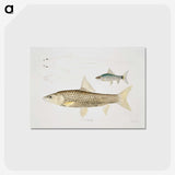2-57_Indian-Zoology_postcard
