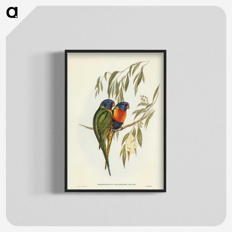 2-57_John-Gould_blk-crop