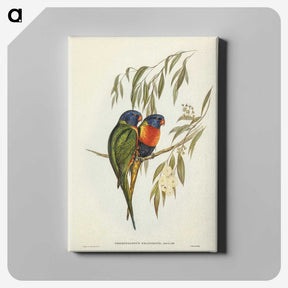 2-57_John-Gould_canvas