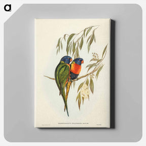 アートパネル-Swainson's Lorikeet
 - ジョン グールド Canvas.