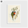 アートポストカード-Swainson's Lorikeet
 - ジョン グールド Postcard.