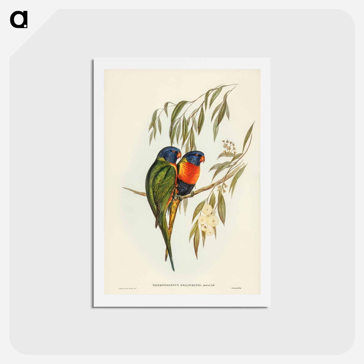 アートポストカード-Swainson's Lorikeet
 - ジョン グールド Postcard.
