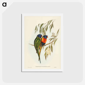 アートポストカード-Swainson's Lorikeet
 - ジョン グールド Postcard.