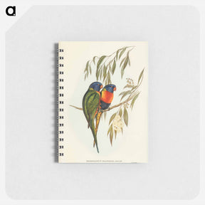 アートメモ帳-Swainson's Lorikeet
 - ジョン グールド Memo.
