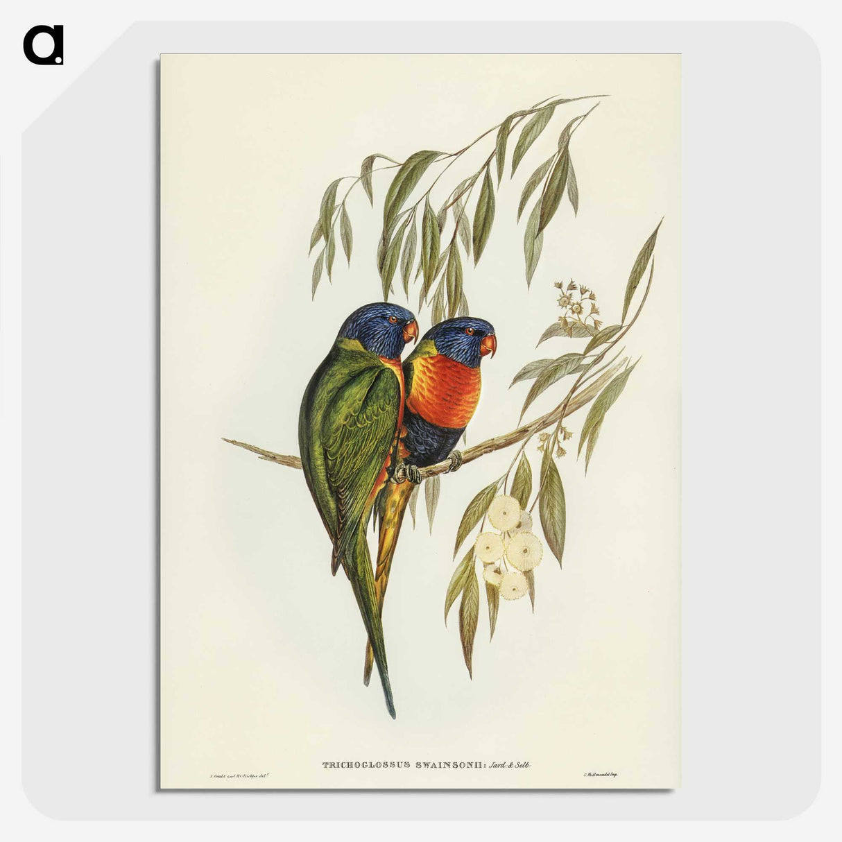 2-57_John-Gould_picture-crop