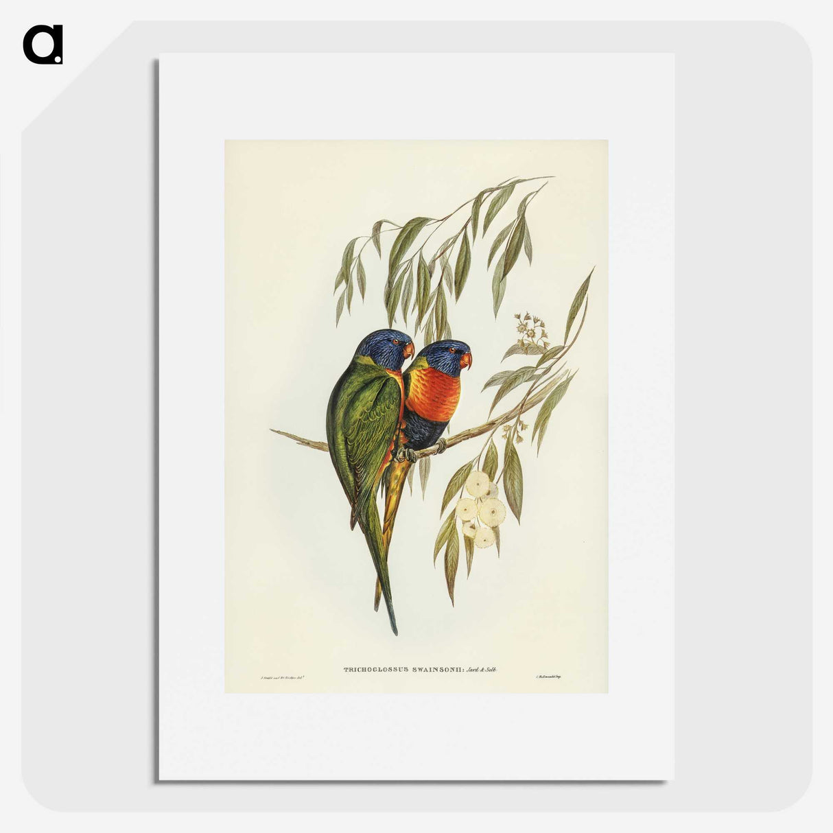 2-57_John-Gould_picture