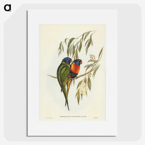 2-57_John-Gould_picture