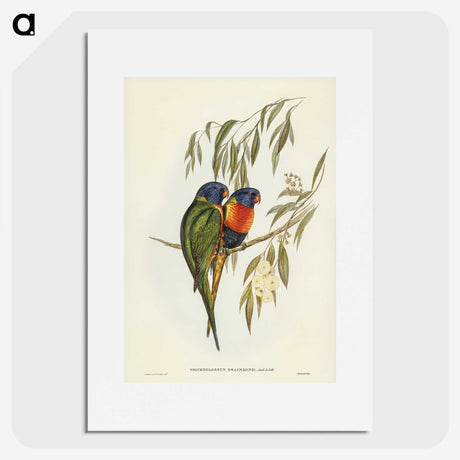 2-57_John-Gould_picture