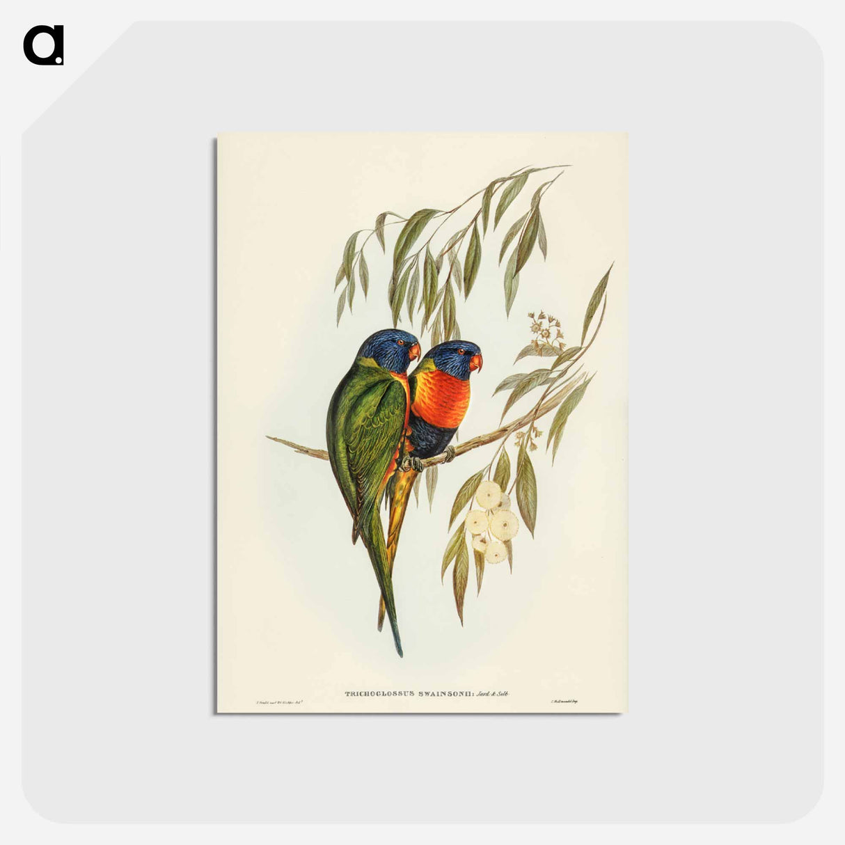 アートポストカード-Swainson's Lorikeet
 - ジョン グールド Postcard.