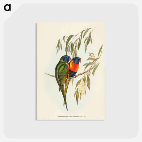 アートポストカード-Swainson's Lorikeet
 - ジョン グールド Postcard.