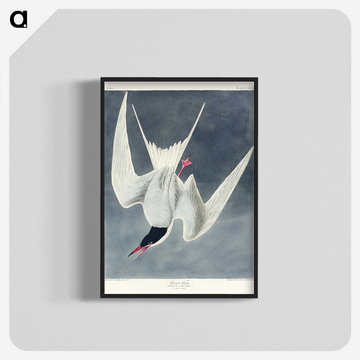 2-57_John-James-Audubon_blk-crop