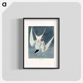 アートポスター-Great Tern
 - ジョン ジェームス オーデュボン Poster.