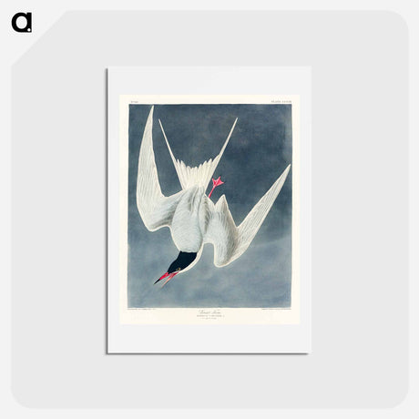 アートポストカード-Great Tern
 - ジョン ジェームス オーデュボン Postcard.