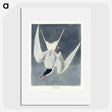 2-57_John-James-Audubon_picture