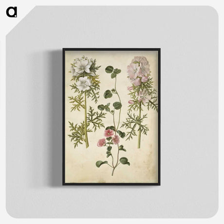 2-57_Maria-Sibylla-Merian_blk-crop